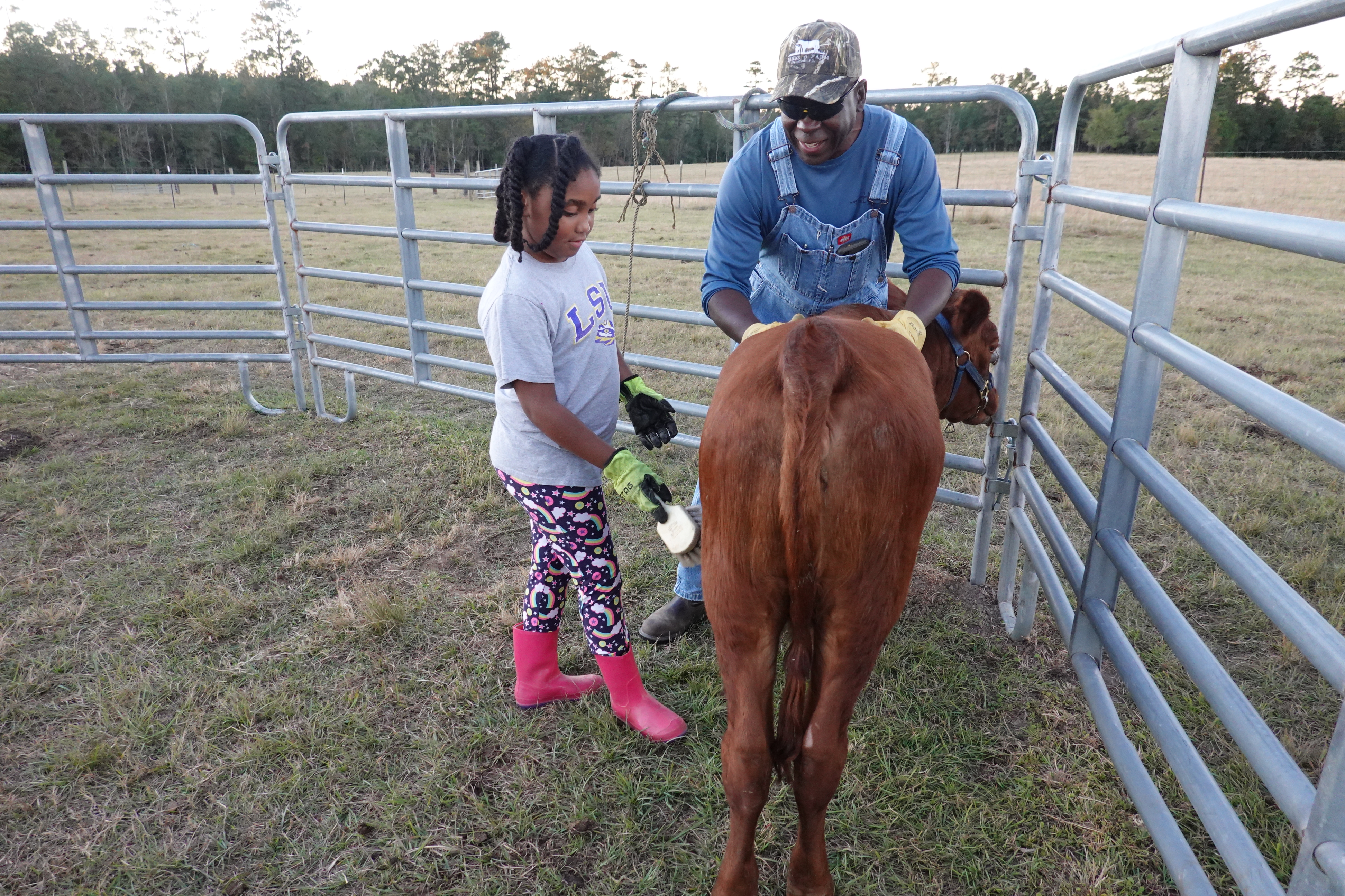Building the future of Louisiana agriculture, one calf at a time 